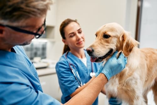Veterinarians,Doctors,In,Blue,Uniforms,Conduct,A,Routine,Examination,Of Animal Defibrillation